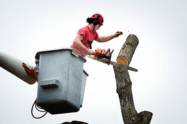 How Our Tree Care Process Works  in  Due West, SC